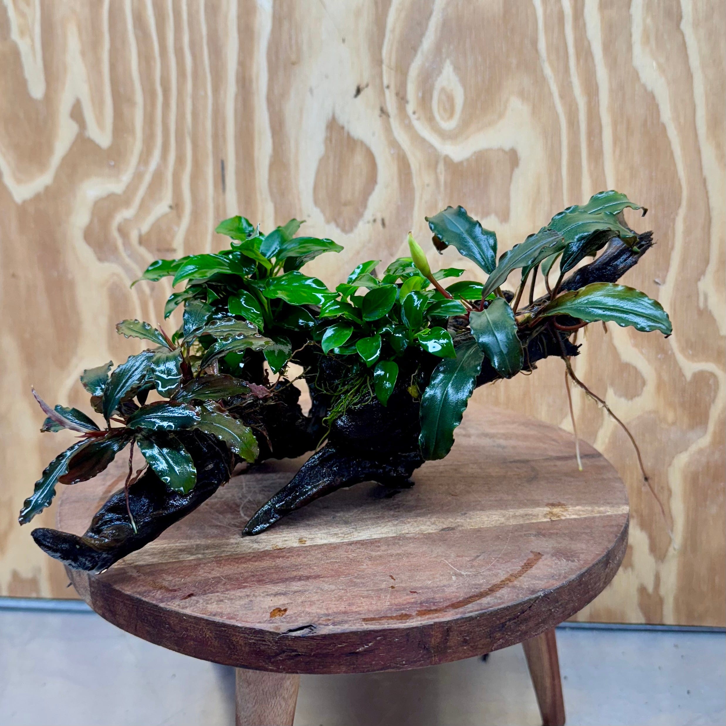 Scapeshop.com.au One Only Double Bucephalandra & Double Petite Nana Anubias Driftwood (4 Plants) - ONE ONLY - Spectacular Double Bucephalandra & Double Petite Nana Anubias Driftwood (4 Plants) - ONE ONLY - Spectacular