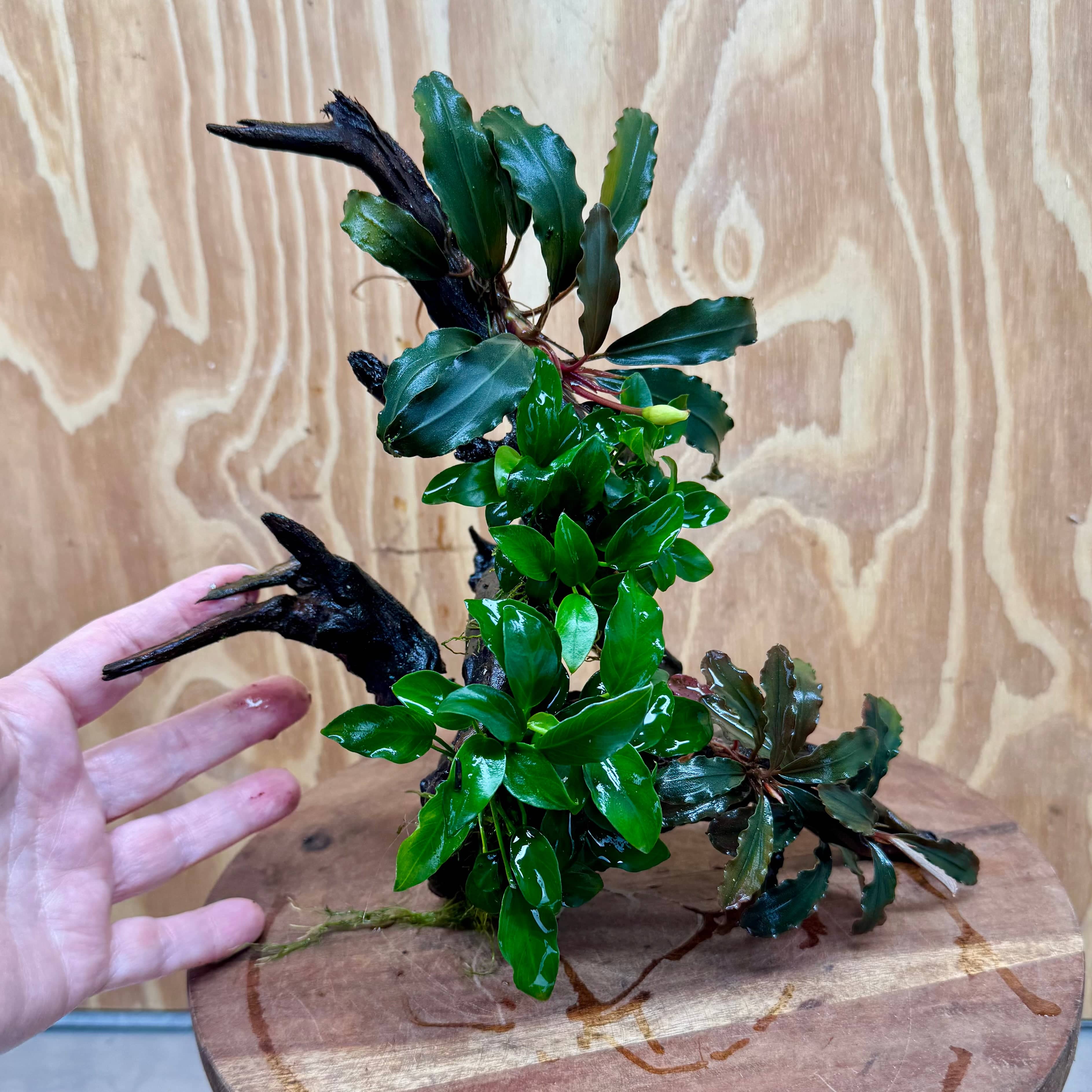 Scapeshop.com.au One Only Double Bucephalandra & Double Petite Nana Anubias Driftwood (4 Plants) - ONE ONLY - Spectacular Double Bucephalandra & Double Petite Nana Anubias Driftwood (4 Plants) - ONE ONLY - Spectacular