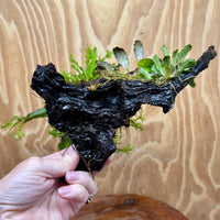 Scapeshop.com.au One Only Double Bucephalandra & Microsorum 'Crested' and 'Indo'(Java Fern) Driftwood Creation - One Only Double Bucephalandra & Microsorum 'Crested' and 'Indo'(Java Fern) Driftwood Creation - One Only