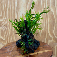 Scapeshop.com.au One Only Double Bucephalandra & Microsorum 'Crested' and 'Indo'(Java Fern) Driftwood Creation - One Only Double Bucephalandra & Microsorum 'Crested' and 'Indo'(Java Fern) Driftwood Creation - One Only