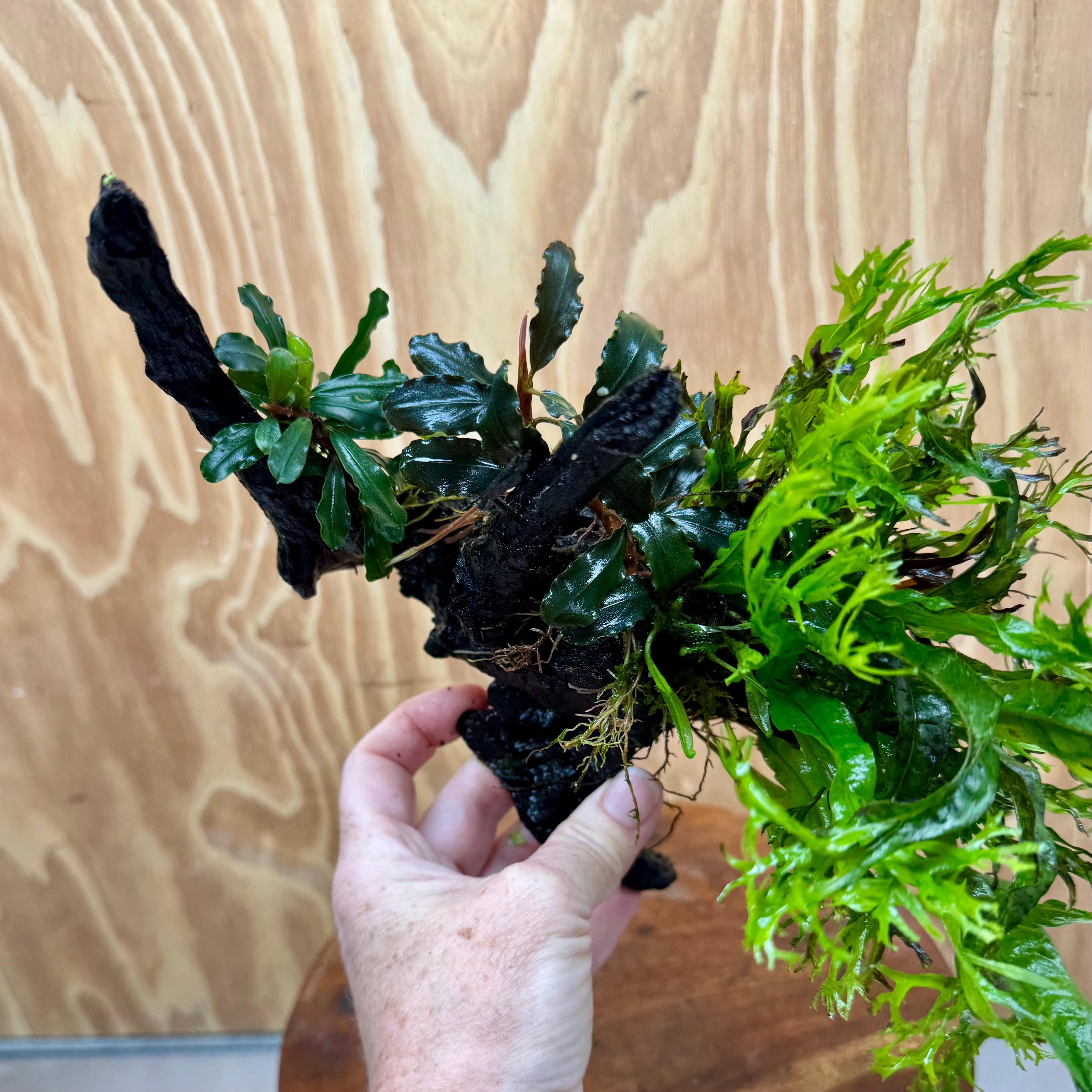 Scapeshop.com.au One Only Double Bucephalandra & Microsorum 'Crested' and 'Indo'(Java Fern) Driftwood Creation - One Only Double Bucephalandra & Microsorum 'Crested' and 'Indo'(Java Fern) Driftwood Creation - One Only