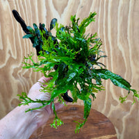 Scapeshop.com.au One Only Double Bucephalandra & Microsorum 'Crested' and 'Indo'(Java Fern) Driftwood Creation - One Only Double Bucephalandra & Microsorum 'Crested' and 'Indo'(Java Fern) Driftwood Creation - One Only