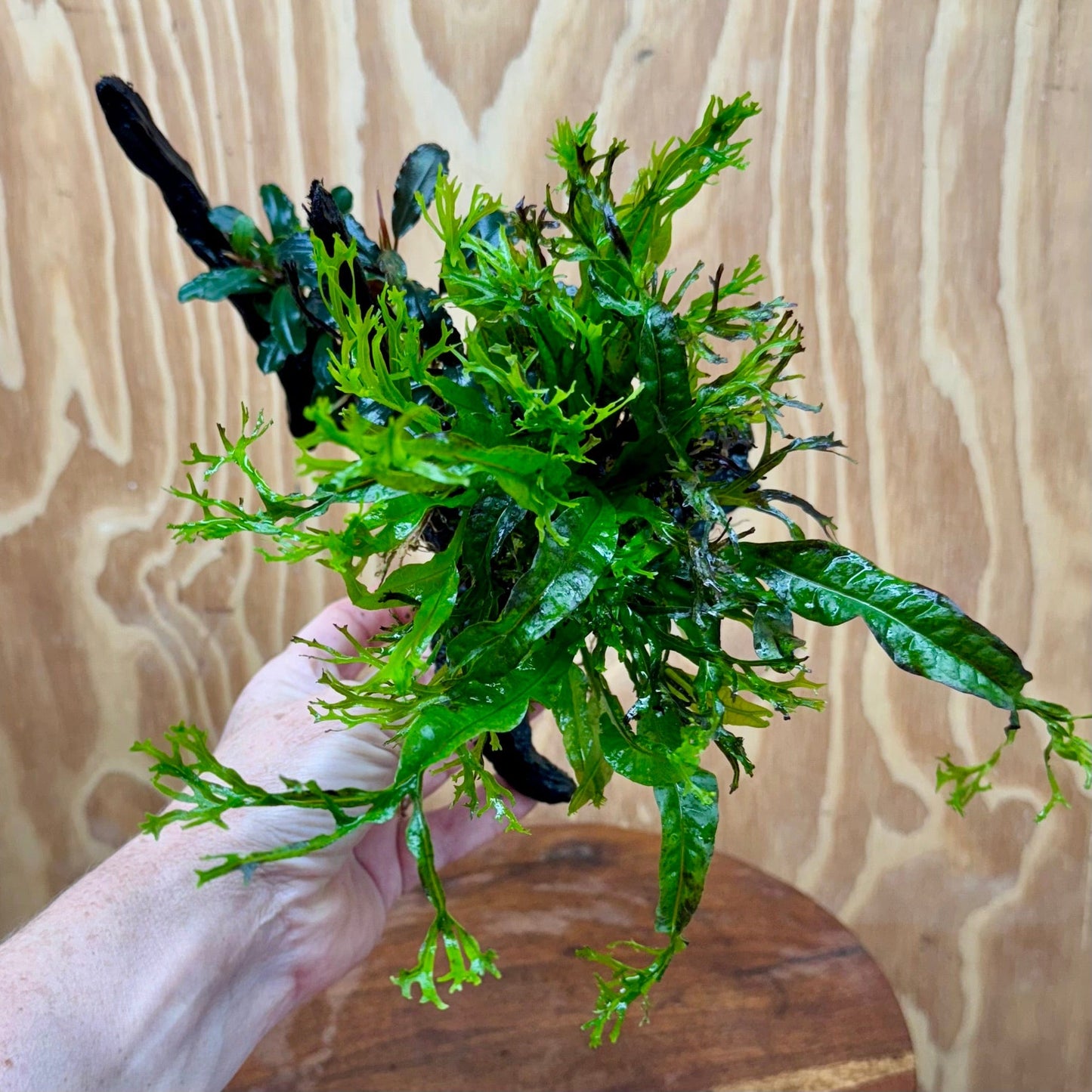Scapeshop.com.au One Only Double Bucephalandra & Microsorum 'Crested' and 'Indo'(Java Fern) Driftwood Creation - One Only Double Bucephalandra & Microsorum 'Crested' and 'Indo'(Java Fern) Driftwood Creation - One Only