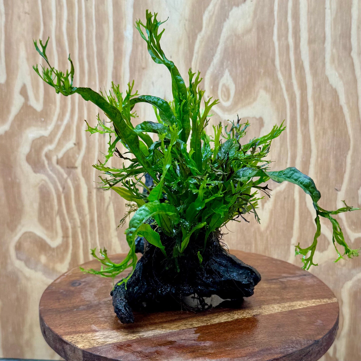 Scapeshop.com.au One Only Double Bucephalandra & Microsorum 'Crested' and 'Indo'(Java Fern) Driftwood Creation - One Only Double Bucephalandra & Microsorum 'Crested' and 'Indo'(Java Fern) Driftwood Creation - One Only