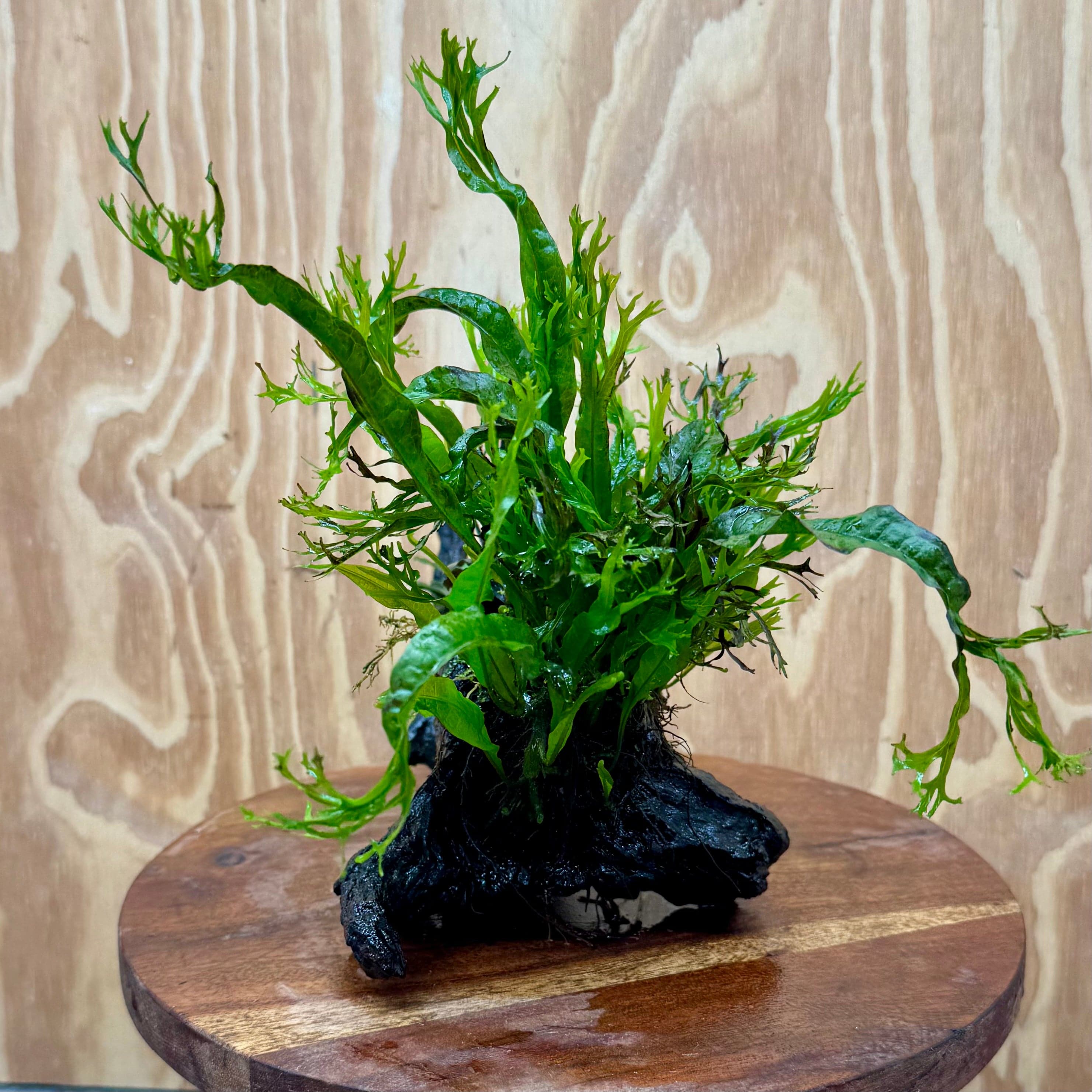 Scapeshop.com.au One Only Double Bucephalandra & Microsorum 'Crested' and 'Indo'(Java Fern) Driftwood Creation - One Only Double Bucephalandra & Microsorum 'Crested' and 'Indo'(Java Fern) Driftwood Creation - One Only