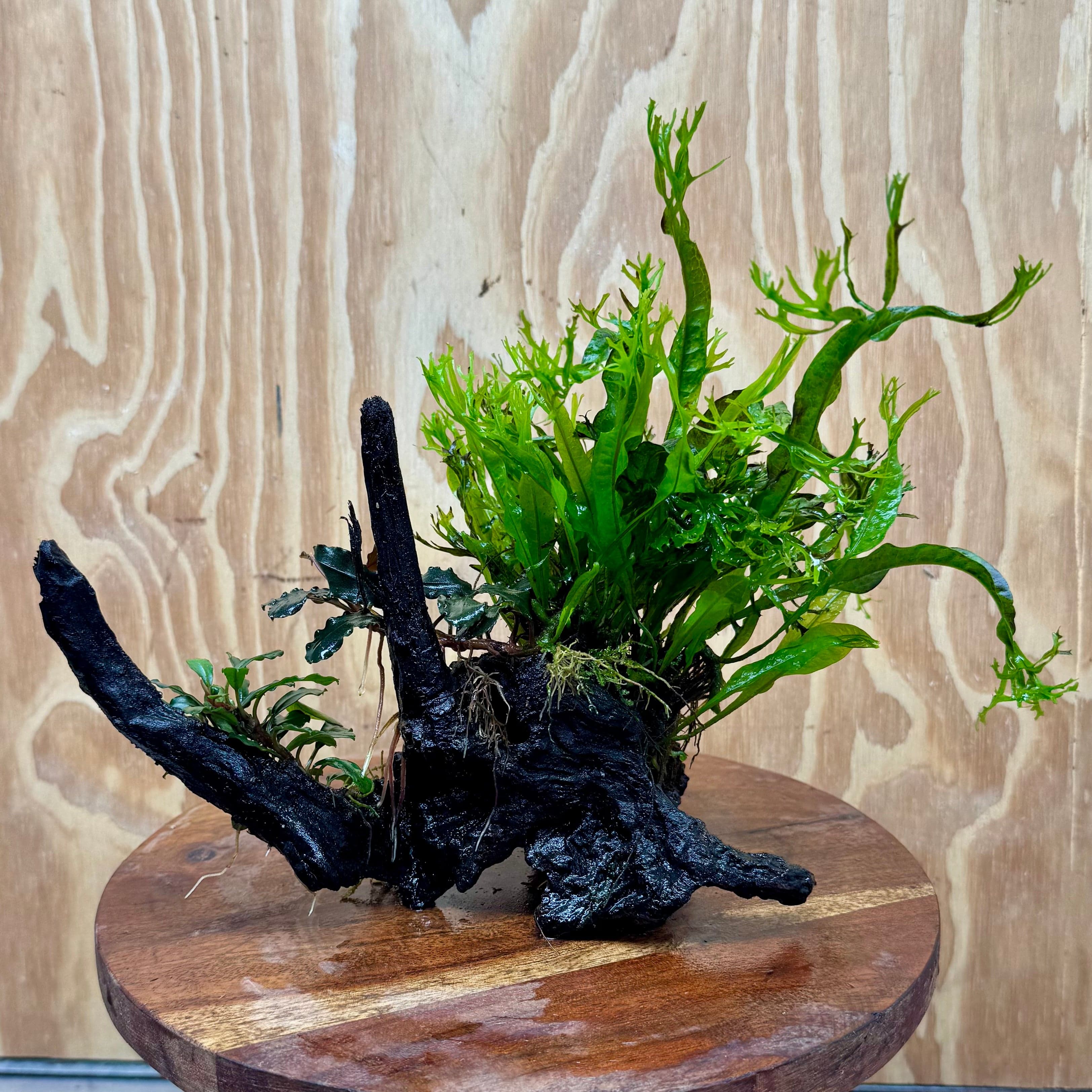 Scapeshop.com.au One Only Double Bucephalandra & Microsorum 'Crested' and 'Indo'(Java Fern) Driftwood Creation - One Only Double Bucephalandra & Microsorum 'Crested' and 'Indo'(Java Fern) Driftwood Creation - One Only