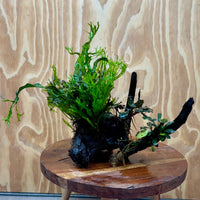 Scapeshop.com.au One Only Double Bucephalandra & Microsorum 'Crested' and 'Indo'(Java Fern) Driftwood Creation - One Only Double Bucephalandra & Microsorum 'Crested' and 'Indo'(Java Fern) Driftwood Creation - One Only
