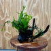 Scapeshop.com.au One Only Double Bucephalandra & Microsorum 'Crested' and 'Indo'(Java Fern) Driftwood Creation - One Only Double Bucephalandra & Microsorum 'Crested' and 'Indo'(Java Fern) Driftwood Creation - One Only