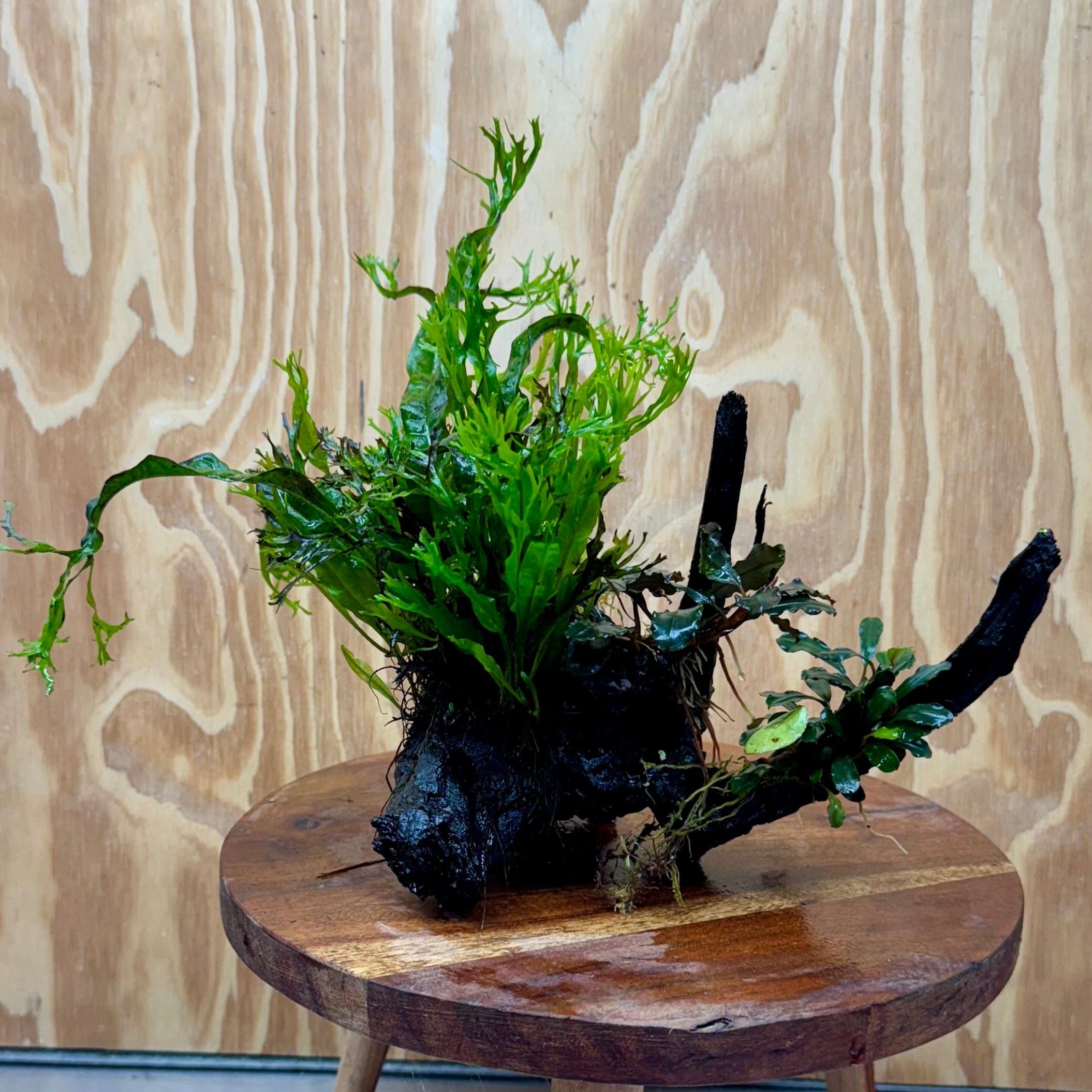 Scapeshop.com.au One Only Double Bucephalandra & Microsorum 'Crested' and 'Indo'(Java Fern) Driftwood Creation - One Only Double Bucephalandra & Microsorum 'Crested' and 'Indo'(Java Fern) Driftwood Creation - One Only