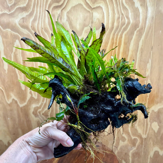Scapeshop.com.au One Only Double Bucephalandra & Microsorum 'Crested' and 'Indo'(Java Fern) Driftwood Creation - One Only Double Bucephalandra & Microsorum 'Crested' and 'Indo'(Java Fern) Driftwood Creation - One Only