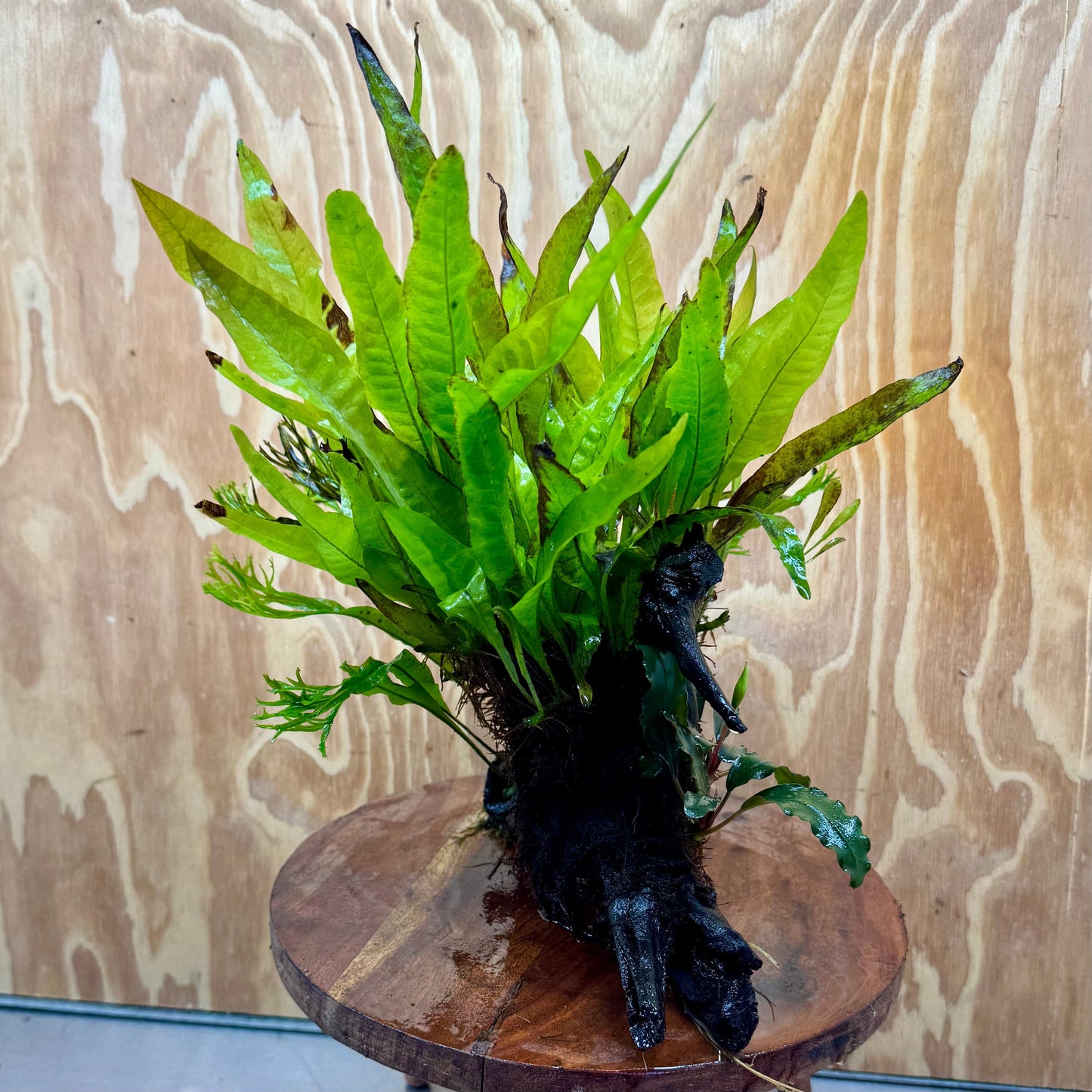 Scapeshop.com.au One Only Double Bucephalandra & Microsorum 'Crested' and 'Indo'(Java Fern) Driftwood Creation - One Only Double Bucephalandra & Microsorum 'Crested' and 'Indo'(Java Fern) Driftwood Creation - One Only