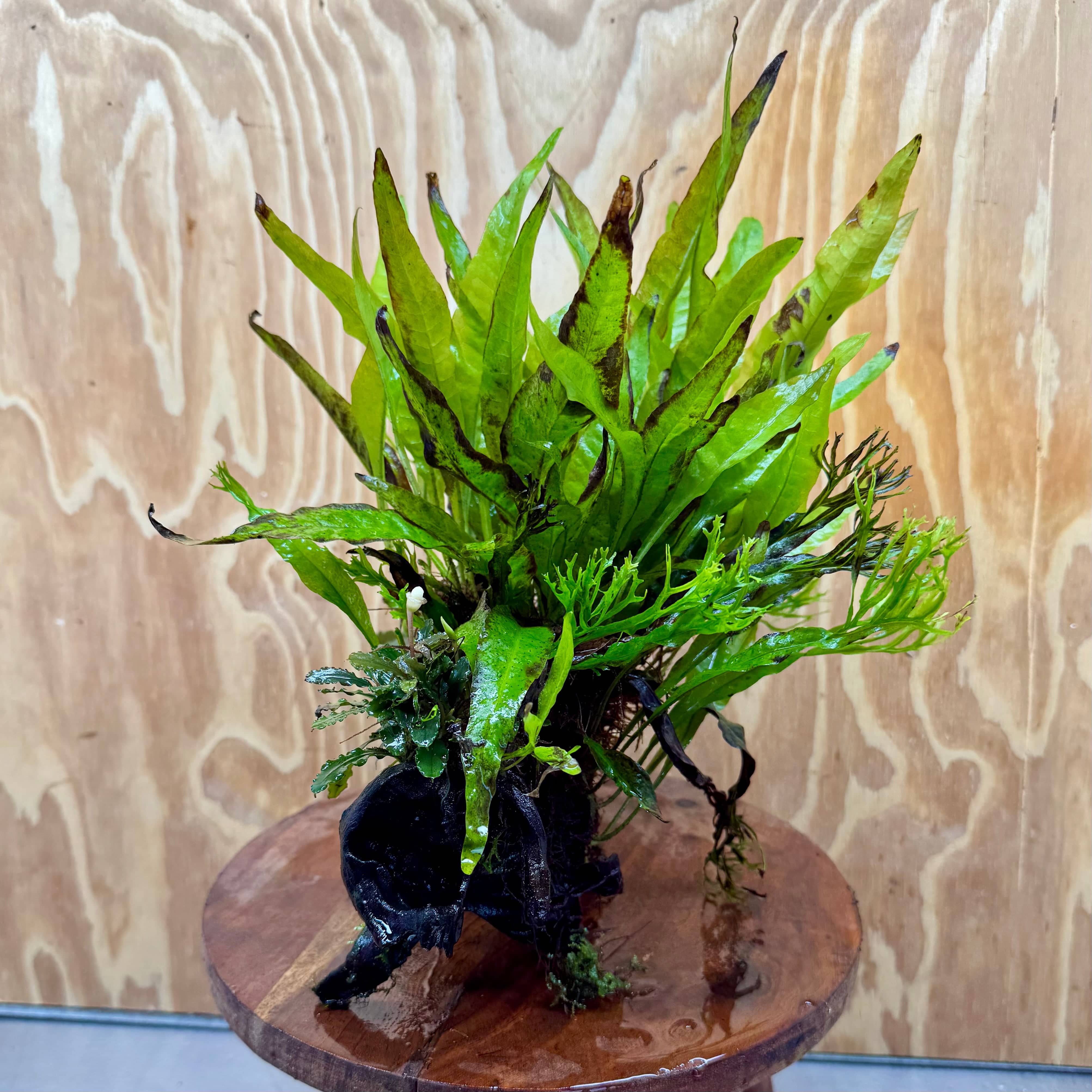 Scapeshop.com.au One Only Double Bucephalandra & Microsorum 'Crested' and 'Indo'(Java Fern) Driftwood Creation - One Only Double Bucephalandra & Microsorum 'Crested' and 'Indo'(Java Fern) Driftwood Creation - One Only