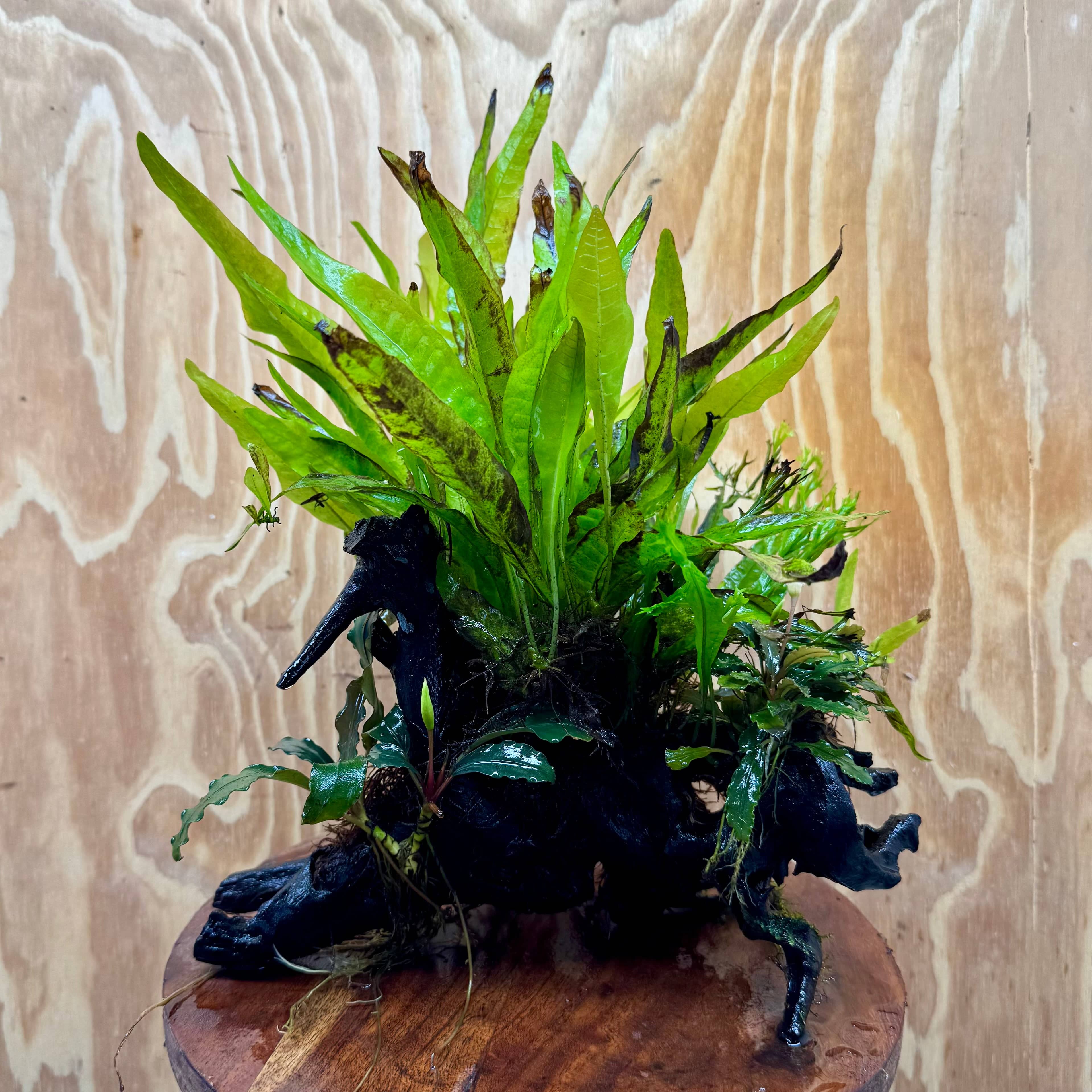 Scapeshop.com.au One Only Double Bucephalandra & Microsorum 'Crested' and 'Indo'(Java Fern) Driftwood Creation - One Only Double Bucephalandra & Microsorum 'Crested' and 'Indo'(Java Fern) Driftwood Creation - One Only