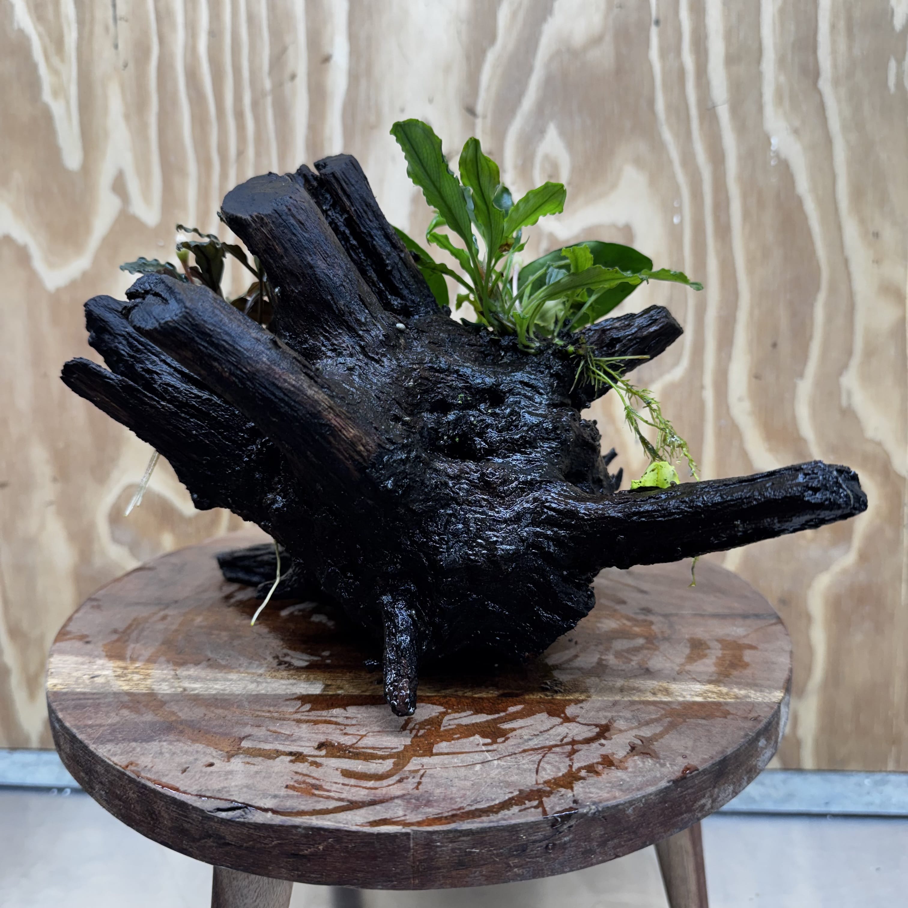 Scapeshop.com.au One Only Double Bucephalandra & Nana Anubias Driftwood - ONE ONLY - Spectacular Double Bucephalandra & Nana Anubias Driftwood - ONE ONLY - Spectacular