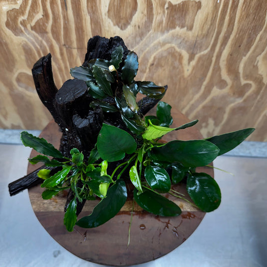Scapeshop.com.au One Only Double Bucephalandra & Nana Anubias Driftwood - ONE ONLY - Spectacular Double Bucephalandra & Nana Anubias Driftwood - ONE ONLY - Spectacular