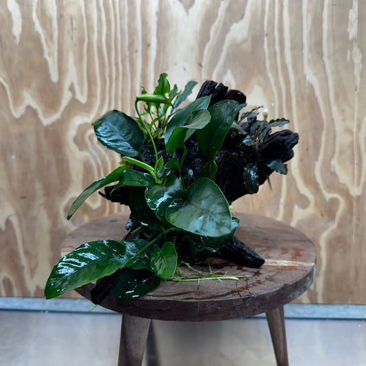 Scapeshop.com.au One Only Double Bucephalandra & Nana Anubias Driftwood - ONE ONLY - Spectacular Double Bucephalandra & Nana Anubias Driftwood - ONE ONLY - Spectacular
