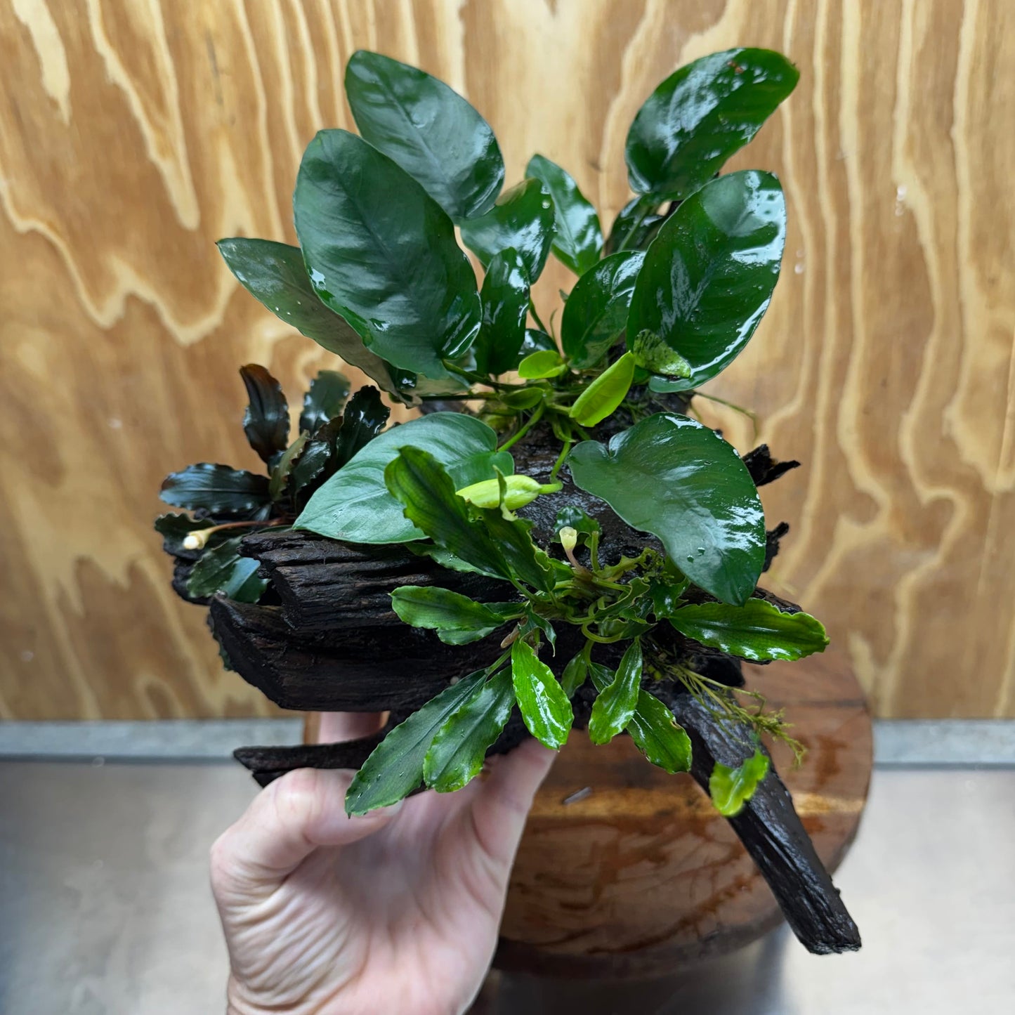 Scapeshop.com.au One Only Double Bucephalandra & Nana Anubias Driftwood - ONE ONLY - Spectacular Double Bucephalandra & Nana Anubias Driftwood - ONE ONLY - Spectacular