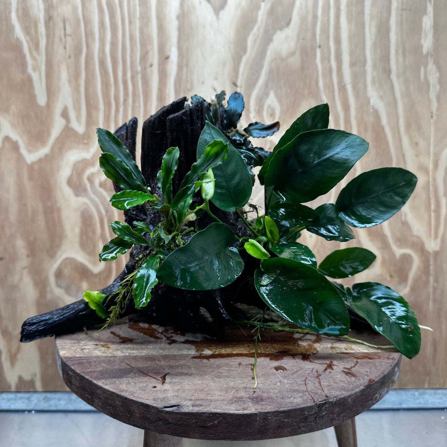 Scapeshop.com.au One Only Double Bucephalandra & Nana Anubias Driftwood - ONE ONLY - Spectacular Double Bucephalandra & Nana Anubias Driftwood - ONE ONLY - Spectacular