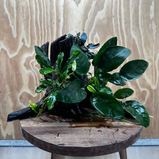 Scapeshop.com.au One Only Double Bucephalandra & Nana Anubias Driftwood - ONE ONLY - Spectacular Double Bucephalandra & Nana Anubias Driftwood - ONE ONLY - Spectacular