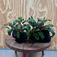 Scapeshop.com.au One Only Double Bucephalandra on Large Driftwood - ONE ONLY - Amazing Double Bucephalandra on Large Driftwood - ONE ONLY - Amazing