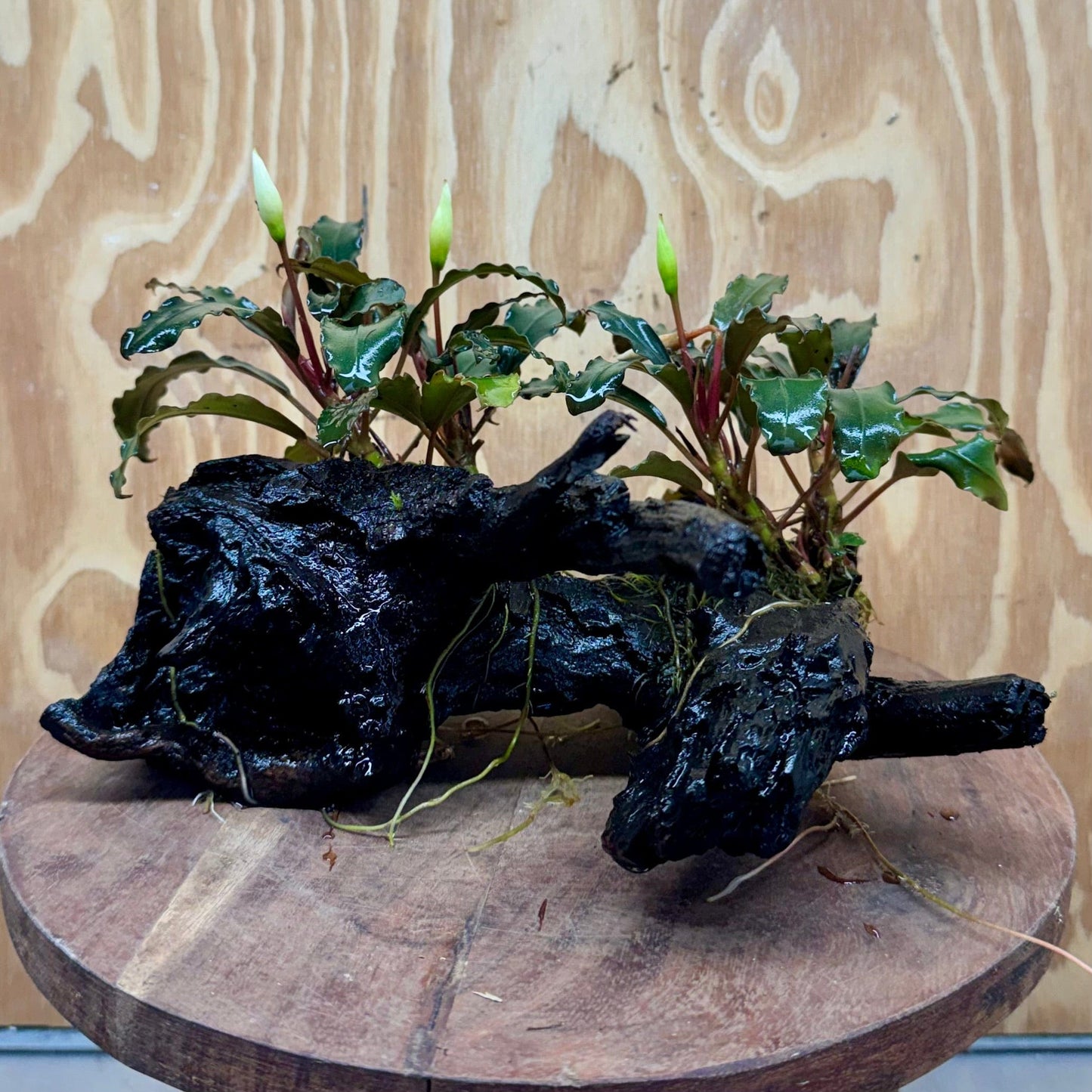 Scapeshop.com.au One Only Double Bucephalandra on Large Driftwood - ONE ONLY - Amazing Double Bucephalandra on Large Driftwood - ONE ONLY - Amazing