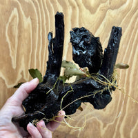 Scapeshop.com.au One Only Double Bucephalandra on Large Driftwood - ONE ONLY - Amazing Double Bucephalandra on Large Driftwood - ONE ONLY - Amazing