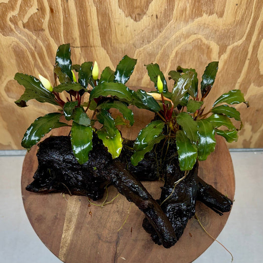 Scapeshop.com.au One Only Double Bucephalandra on Large Driftwood - ONE ONLY - Amazing Double Bucephalandra on Large Driftwood - ONE ONLY - Amazing