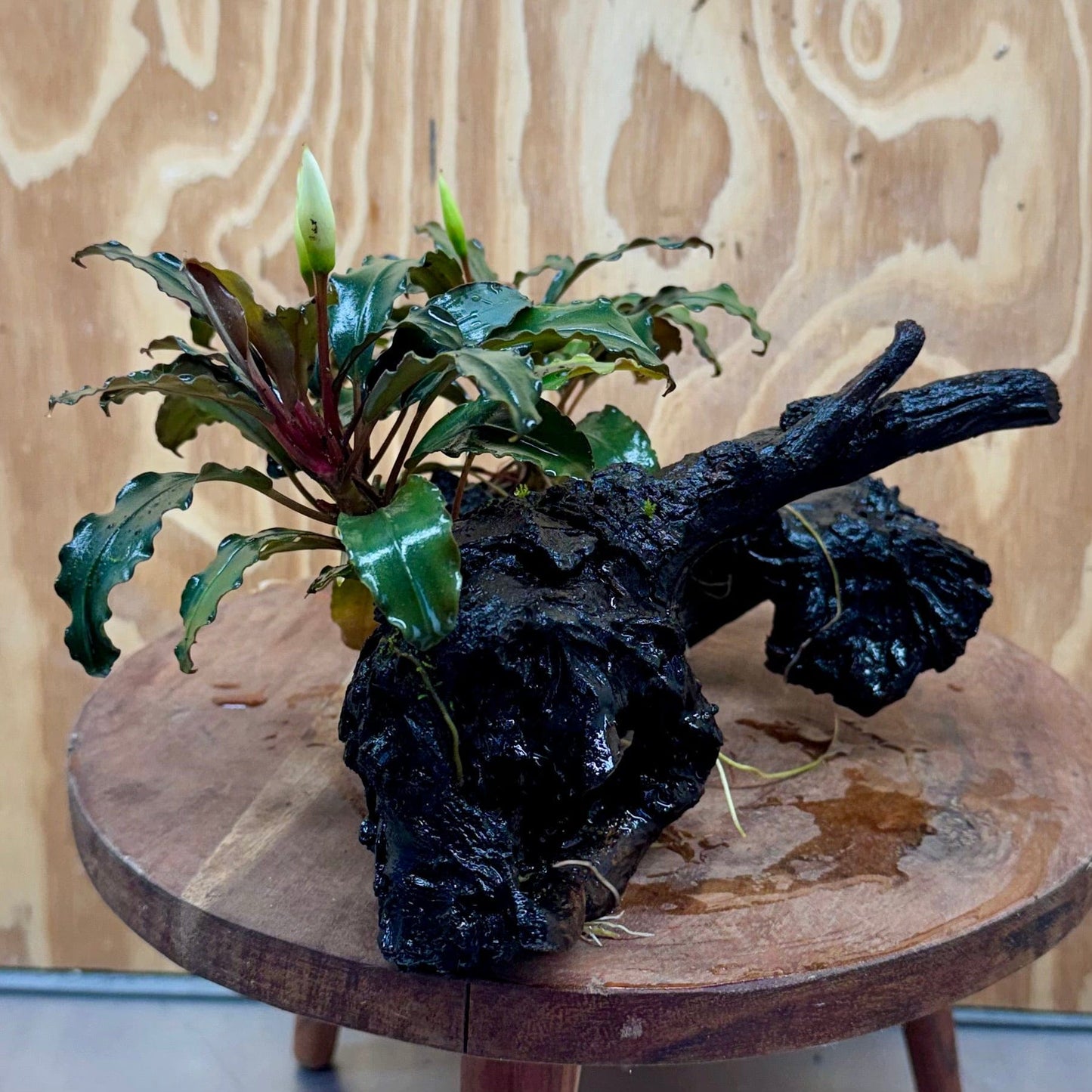 Scapeshop.com.au One Only Double Bucephalandra on Large Driftwood - ONE ONLY - Amazing Double Bucephalandra on Large Driftwood - ONE ONLY - Amazing