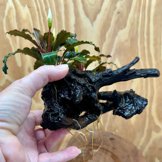 Scapeshop.com.au One Only Double Bucephalandra on Large Driftwood - ONE ONLY - Amazing Double Bucephalandra on Large Driftwood - ONE ONLY - Amazing