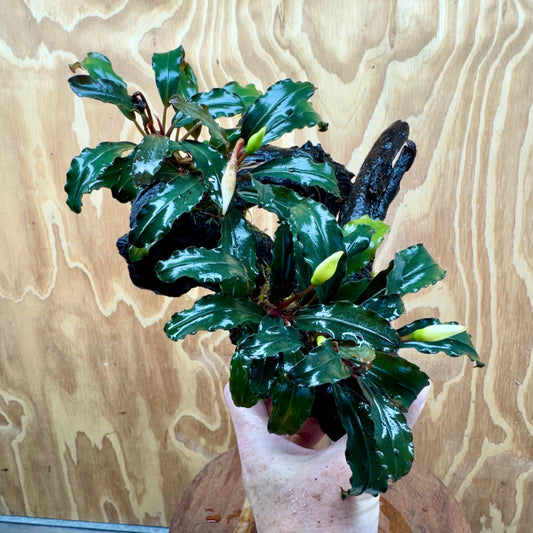 Scapeshop.com.au One Only Double Bucephalandra on Large Driftwood - ONE ONLY - Amazing Double Bucephalandra on Large Driftwood - ONE ONLY - Amazing