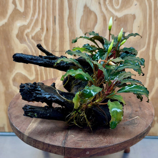 Scapeshop.com.au One Only Double Bucephalandra on Large Driftwood - ONE ONLY - Amazing Double Bucephalandra on Large Driftwood - ONE ONLY - Amazing