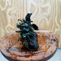 Scapeshop.com.au One Only Double Bucephalandra on Large Driftwood - ONE ONLY - Amazing Double Bucephalandra on Large Driftwood - ONE ONLY - Amazing