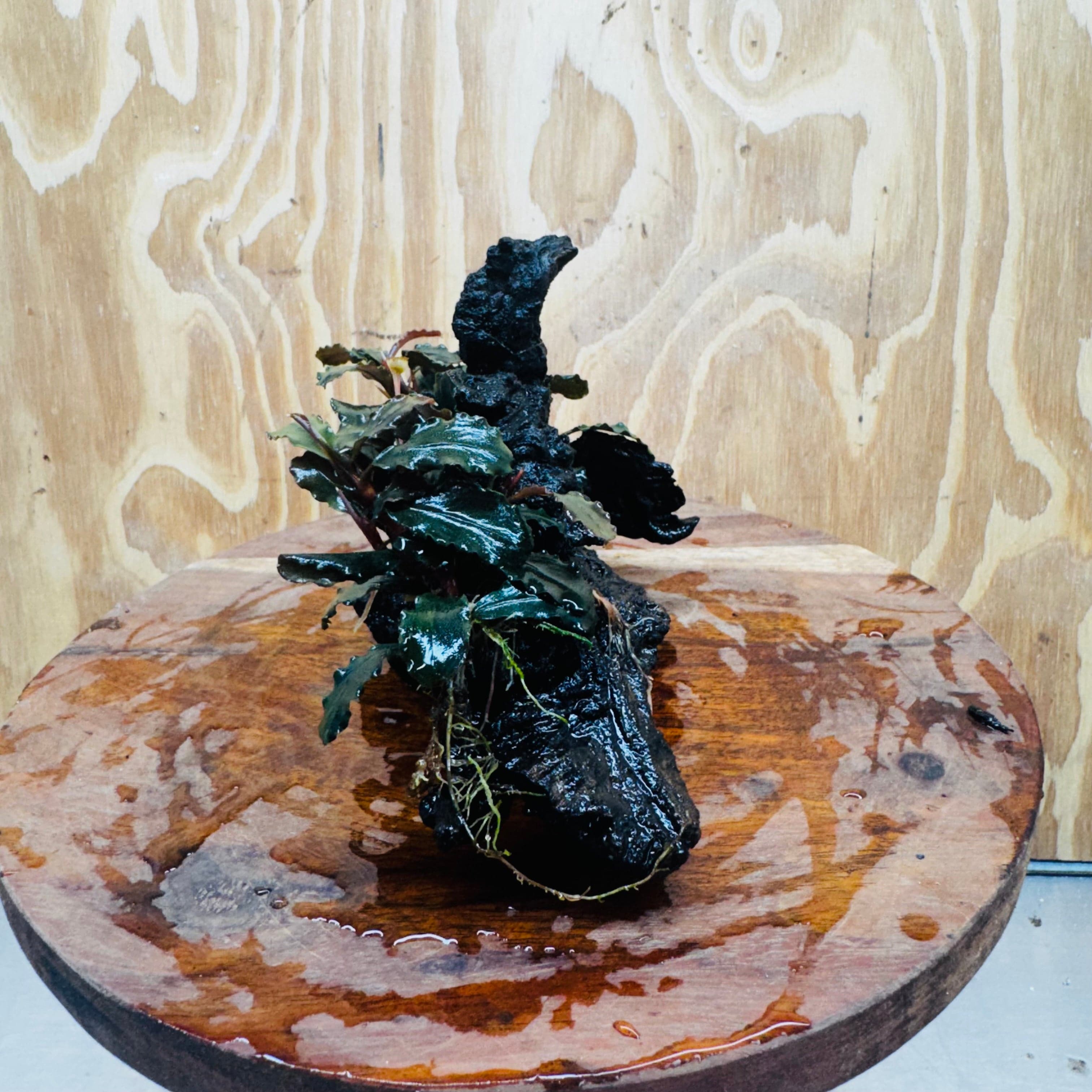 Scapeshop.com.au One Only Double Bucephalandra on Large Driftwood - ONE ONLY - Amazing Double Bucephalandra on Large Driftwood - ONE ONLY - Amazing