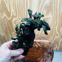 Scapeshop.com.au One Only Double Bucephalandra on Large Driftwood - ONE ONLY - Amazing Double Bucephalandra on Large Driftwood - ONE ONLY - Amazing