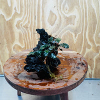 Scapeshop.com.au One Only Double Bucephalandra on Large Driftwood - ONE ONLY - Amazing Double Bucephalandra on Large Driftwood - ONE ONLY - Amazing