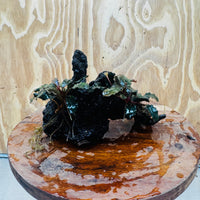 Scapeshop.com.au One Only Double Bucephalandra on Large Driftwood - ONE ONLY - Amazing Double Bucephalandra on Large Driftwood - ONE ONLY - Amazing