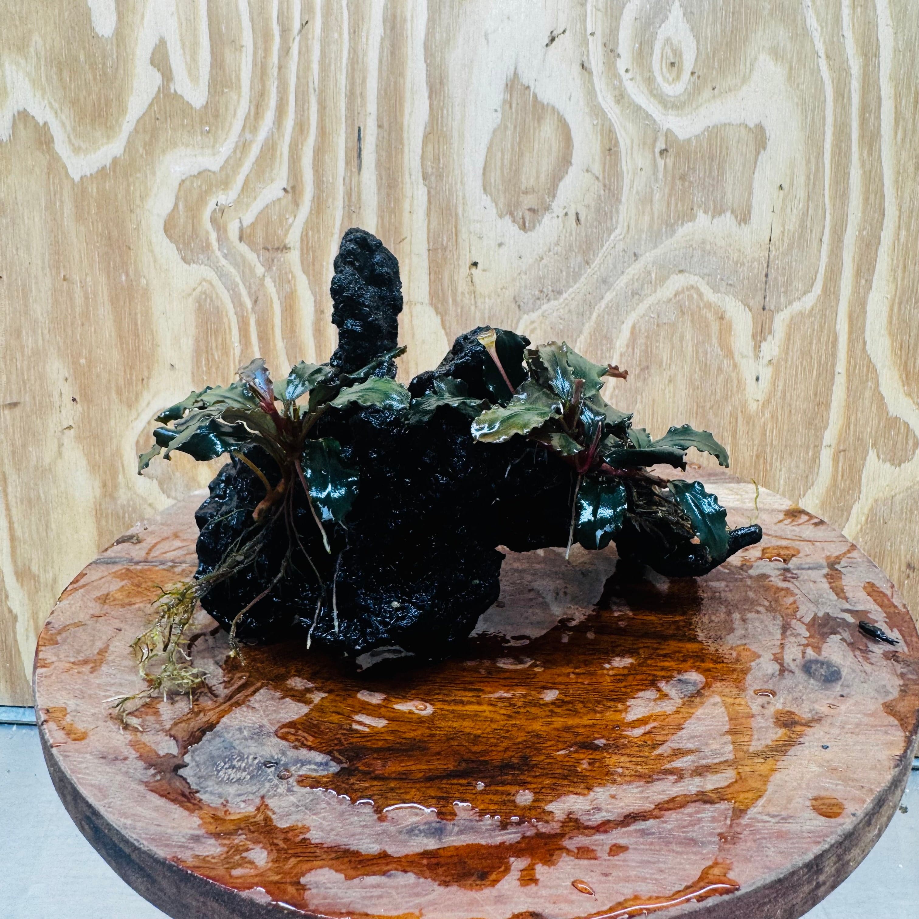 Scapeshop.com.au One Only Double Bucephalandra on Large Driftwood - ONE ONLY - Amazing Double Bucephalandra on Large Driftwood - ONE ONLY - Amazing