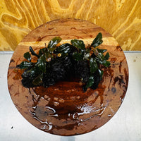 Scapeshop.com.au One Only Double Bucephalandra on Large Driftwood - ONE ONLY - Amazing Double Bucephalandra on Large Driftwood - ONE ONLY - Amazing