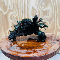 Scapeshop.com.au One Only Double Bucephalandra on Large Driftwood - ONE ONLY - Amazing Double Bucephalandra on Large Driftwood - ONE ONLY - Amazing