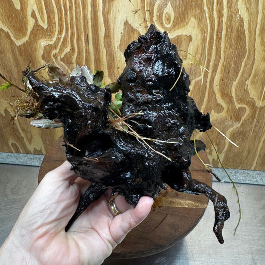 Scapeshop.com.au One Only Double Bucephalandra on Large Driftwood - ONE ONLY - Amazing Double Bucephalandra on Large Driftwood - ONE ONLY - Amazing