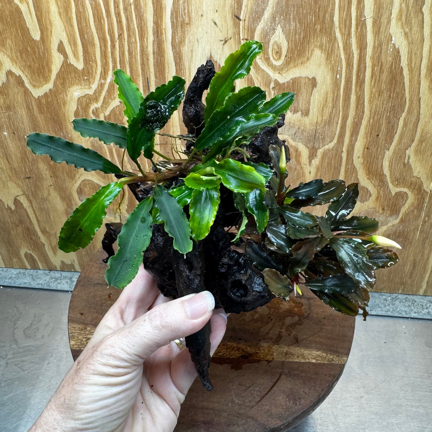 Scapeshop.com.au One Only Double Bucephalandra on Large Driftwood - ONE ONLY - Amazing Double Bucephalandra on Large Driftwood - ONE ONLY - Amazing