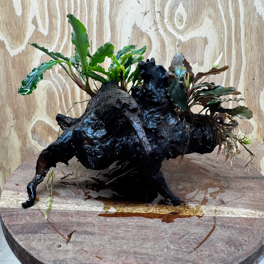 Scapeshop.com.au One Only Double Bucephalandra on Large Driftwood - ONE ONLY - Amazing Double Bucephalandra on Large Driftwood - ONE ONLY - Amazing