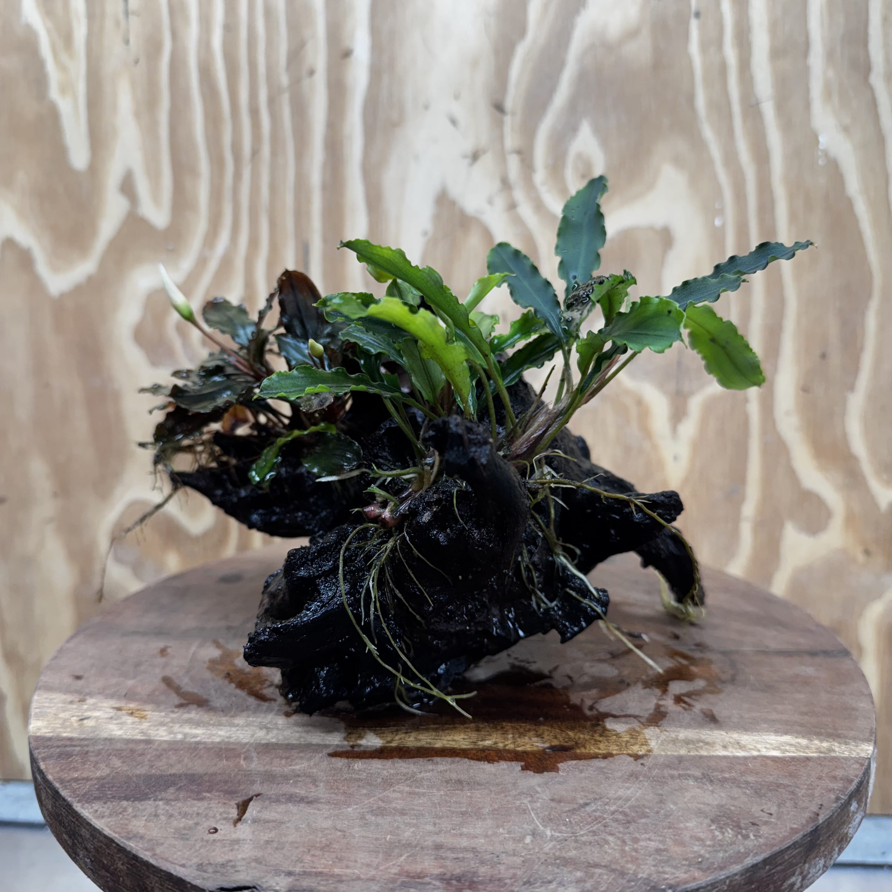 Scapeshop.com.au One Only Double Bucephalandra on Large Driftwood - ONE ONLY - Amazing Double Bucephalandra on Large Driftwood - ONE ONLY - Amazing
