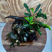 Scapeshop.com.au One Only Double Bucephalandra on Large Driftwood - ONE ONLY - Amazing Double Bucephalandra on Large Driftwood - ONE ONLY - Amazing