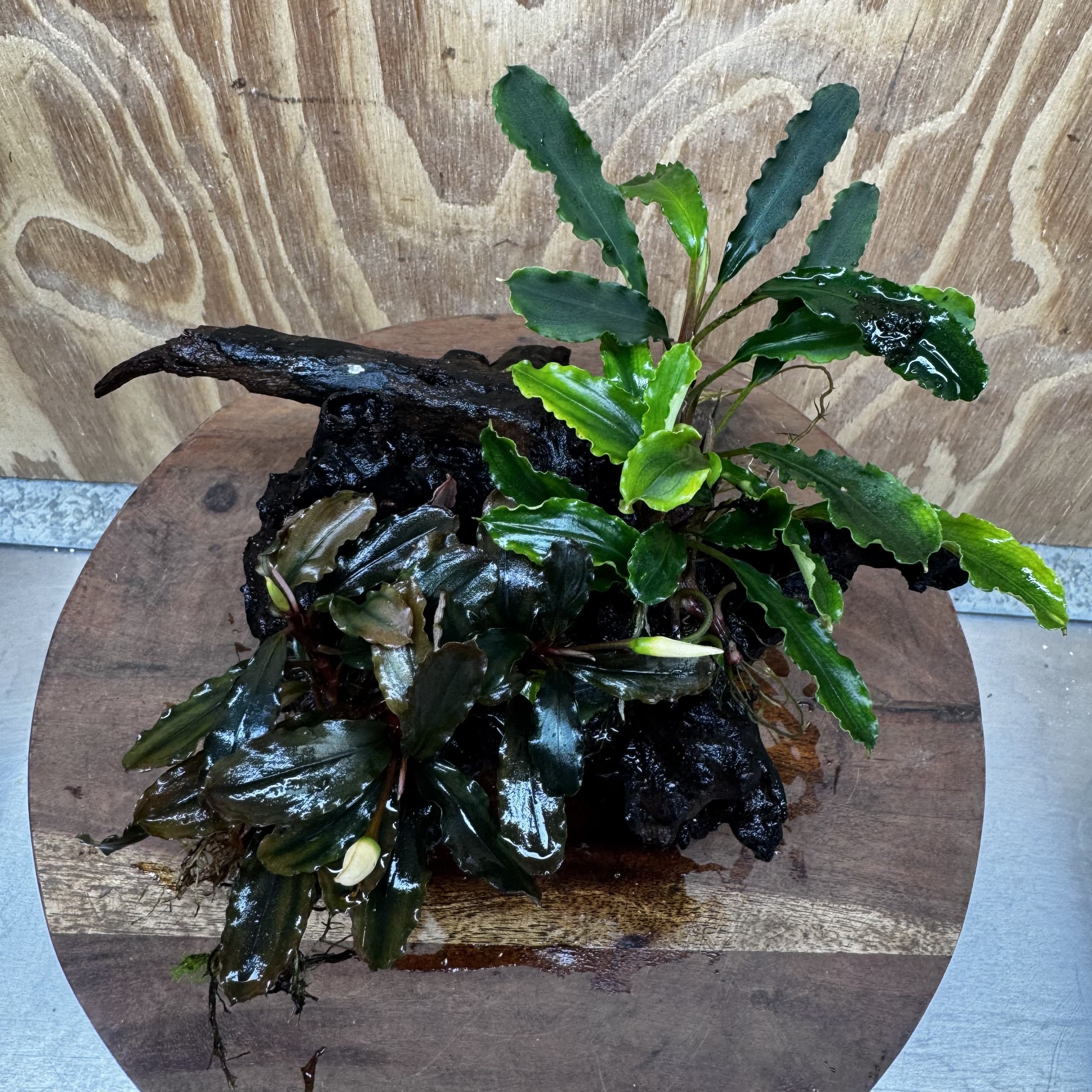 Scapeshop.com.au One Only Double Bucephalandra on Large Driftwood - ONE ONLY - Amazing Double Bucephalandra on Large Driftwood - ONE ONLY - Amazing