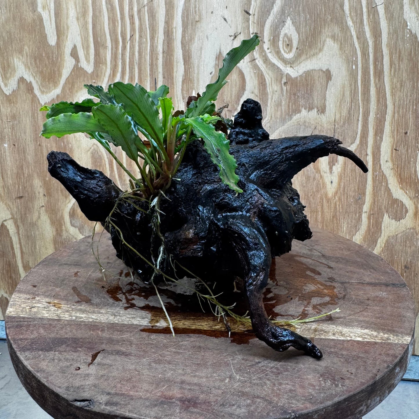Scapeshop.com.au One Only Double Bucephalandra on Large Driftwood - ONE ONLY - Amazing Double Bucephalandra on Large Driftwood - ONE ONLY - Amazing