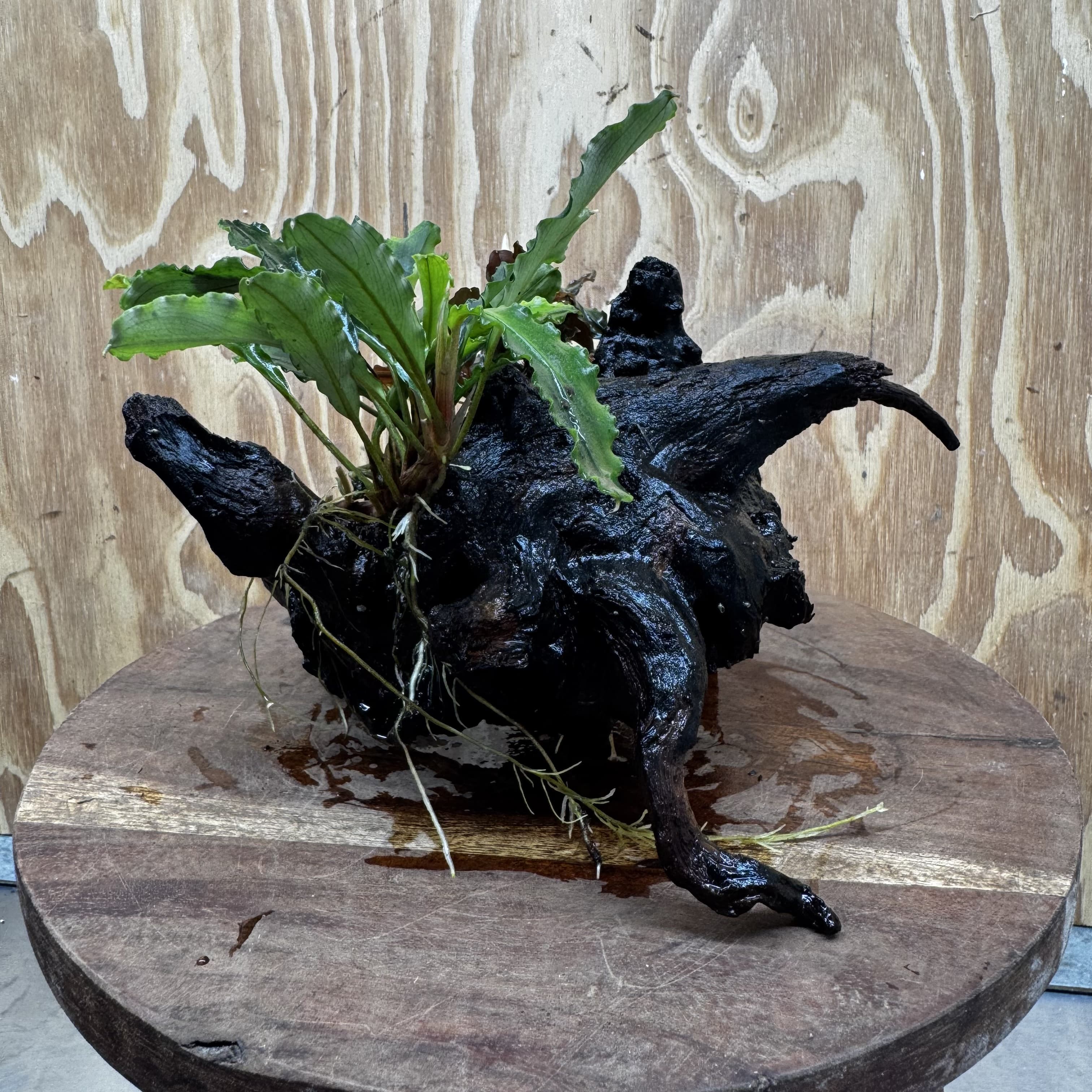 Scapeshop.com.au One Only Double Bucephalandra on Large Driftwood - ONE ONLY - Amazing Double Bucephalandra on Large Driftwood - ONE ONLY - Amazing