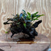 Scapeshop.com.au One Only Double Bucephalandra on Large Driftwood - ONE ONLY - Amazing Double Bucephalandra on Large Driftwood - ONE ONLY - Amazing