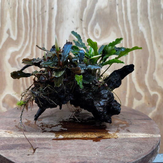 Scapeshop.com.au One Only Double Bucephalandra on Large Driftwood - ONE ONLY - Amazing Double Bucephalandra on Large Driftwood - ONE ONLY - Amazing