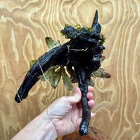 Scapeshop.com.au One Only Double Bucephalandra on Large Driftwood - ONE ONLY - Elegant Double Bucephalandra on Large Driftwood - ONE ONLY - Elegant